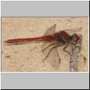 Sympetrum fonscolombii - Fruehe Heidelibelle m03.jpg